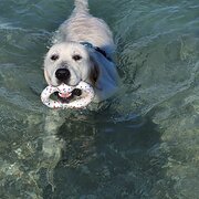 Home Owner wanting sitter in Hamilton Hill, Western Australia