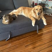 Home Owner wanting sitter in , Victoria