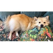 Home Owner wanting sitter in Brisbane, Queensland