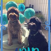 Home Owner wanting sitter in Sydney, New South Wales