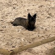 Home Owner wanting sitter in Ascot Park, South Australia