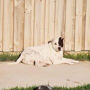 Home Owner wanting sitter in , Queensland