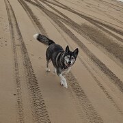 Home Owner wanting sitter in , Tasmania