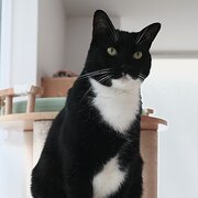 Home Owner wanting sitter in , Victoria