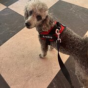 Home Owner wanting sitter in Brisbane , Queensland