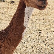 Home Owner wanting sitter in Gawler , South Australia