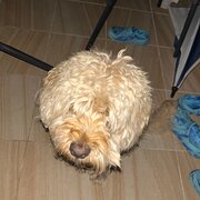 Home Owner wanting sitter in Newcastle , New South Wales