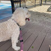 Home Owner wanting sitter in Brisbane , Queensland