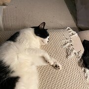 Home Owner wanting sitter in , Australian Capital Territory