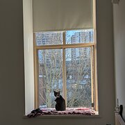 Home Owner wanting sitter in Sydney, New South Wales