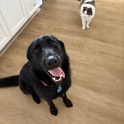 Home Owner wanting sitter in Sunshine Coast near Caloundra, Queensland