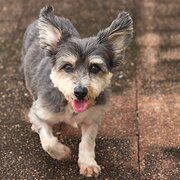 Home Owner wanting sitter in Bungalow, Queensland