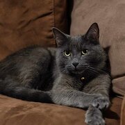 Home Owner wanting sitter in Launceston, Tasmania