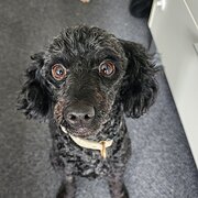 Home Owner wanting sitter in , Queensland