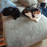 Home Owner wanting sitter in Melbourne, Victoria