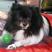 Home Owner wanting sitter in bendigo, Victoria