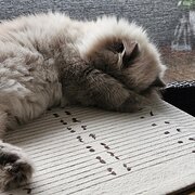 Home Owner wanting sitter in Strathpine, Queensland