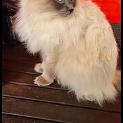 Home Owner wanting sitter in Brisbane, Queensland