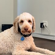 Home Owner wanting sitter in , South Australia