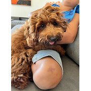 Home Owner wanting sitter in , New South Wales