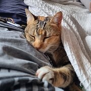 Home Owner wanting sitter in , New South Wales