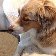 House Sitter - Terry 