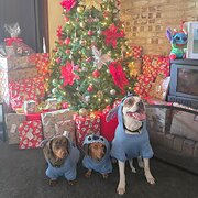 Home Owner wanting sitter in , Queensland