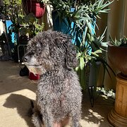 Home Owner wanting sitter in Perth, Western Australia