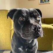 Home Owner wanting sitter in Adelaide, South Australia