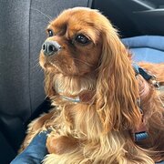 Home Owner wanting sitter in Sydney, New South Wales