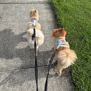 Home Owner wanting sitter in Brisbane, Queensland