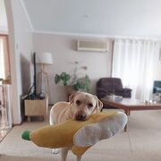 Home Owner wanting sitter in , New South Wales