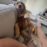 Home Owner wanting sitter in , Western Australia