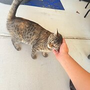 Home Owner wanting sitter in BRISBANE, Queensland