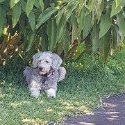 Home Owner wanting sitter in Ballina, New South Wales