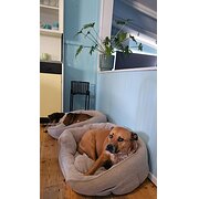 Home Owner wanting sitter in Adelaide , South Australia