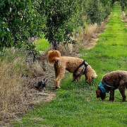 Home Owner wanting sitter in Brisbane, Queensland