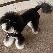 Home Owner wanting sitter in Gold Coast, Queensland