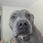 House Sitter - Pet people 
