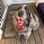 Home Owner wanting sitter in Brisbane, Queensland