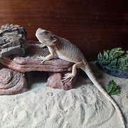 Home Owner wanting sitter in , New South Wales