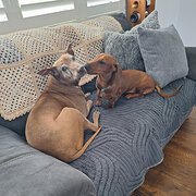 Home Owner wanting sitter in Brisbane, Queensland