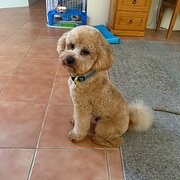 Home Owner wanting sitter in Perth, Western Australia