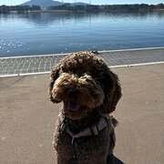 Home Owner wanting sitter in Canberra, Australian Capital Territory