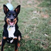 Home Owner wanting sitter in Melbourne, Victoria