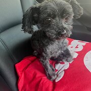 Home Owner wanting sitter in Dandenong , Victoria