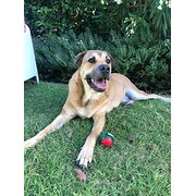 Home Owner wanting sitter in , Victoria