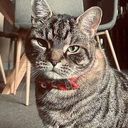 Home Owner wanting sitter in , Queensland