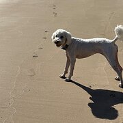 Home Owner wanting sitter in Honart, Tasmania