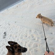 Home Owner wanting sitter in , Western Australia